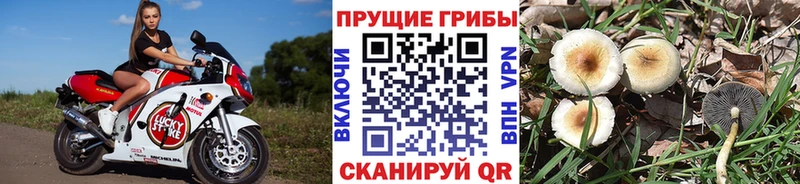 Галлюциногенные грибы Cubensis  Абдулино 